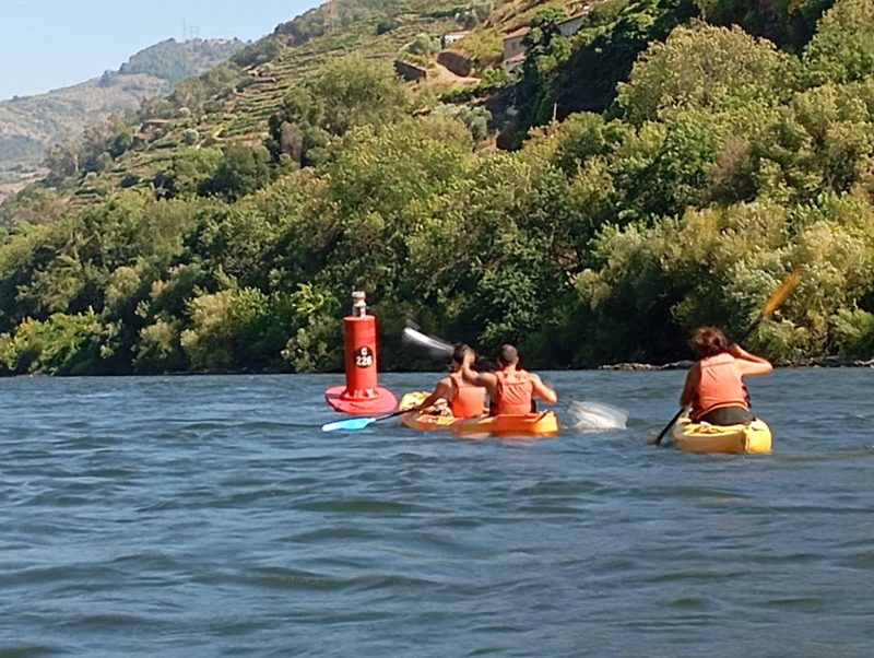Vinhas nas encostas do Vale do Douro
